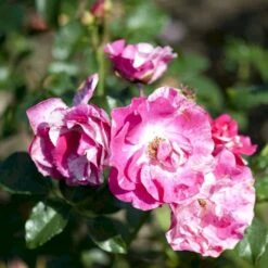 'Concert'™ (Syn. 'Calypso'™) Rosa X 'Concert'™ (Slyngrose) A-Kvalitet,- Barrods Roser Min. 3 Grene -Osmo Salgsbutik p23536 52216 rosa x concert slyngrose 9b2d