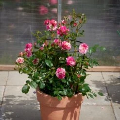 'Concert'™ (Syn. 'Calypso'™) Rosa X 'Concert'™ (Slyngrose) A-Kvalitet,- Barrods Roser Min. 3 Grene -Osmo Salgsbutik p23536 52217 rosa x concert slyngrose e17a