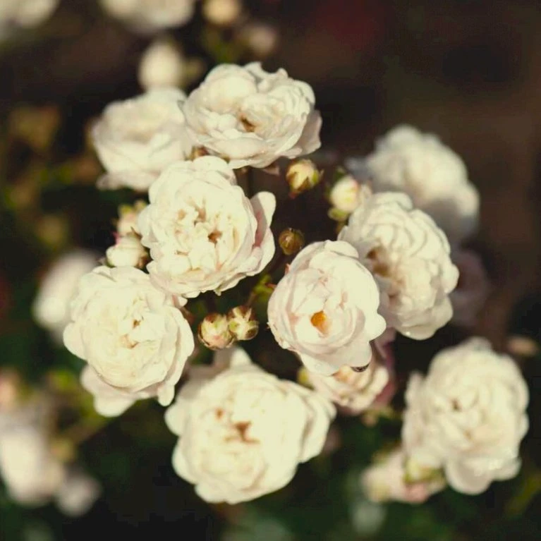 'Crystal Fairy' Rosa 'Crystal Fairy' Potte 2 Liter. 1 'Crystal Fairy' Rosa 'Crystal Fairy' Potte 2 Liter.