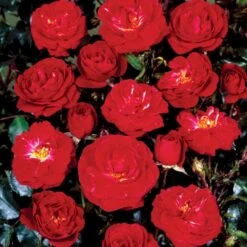'Dacapo'™ Rosa X 'Dacapo'™ (Slyngrose) A-Kvalitet,- Barrods Roser Min. 3 Grene 5 'Dacapo'™ Rosa X 'Dacapo'™ (Slyngrose) A-Kvalitet,- Barrods Roser Min. 3 Grene -Osmo Salgsbutik p23555 52219 rosa x dacapo slyngrose 51de