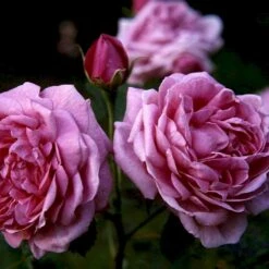 'Magna Charta' Rosa Remontant 'Magna Charta' (Remontantrose) A-Kvalitet,- Barrods Roser Min. 3 Grene -Osmo Salgsbutik p2358 52454 rosa remontant magna charta remontantrose 84bb