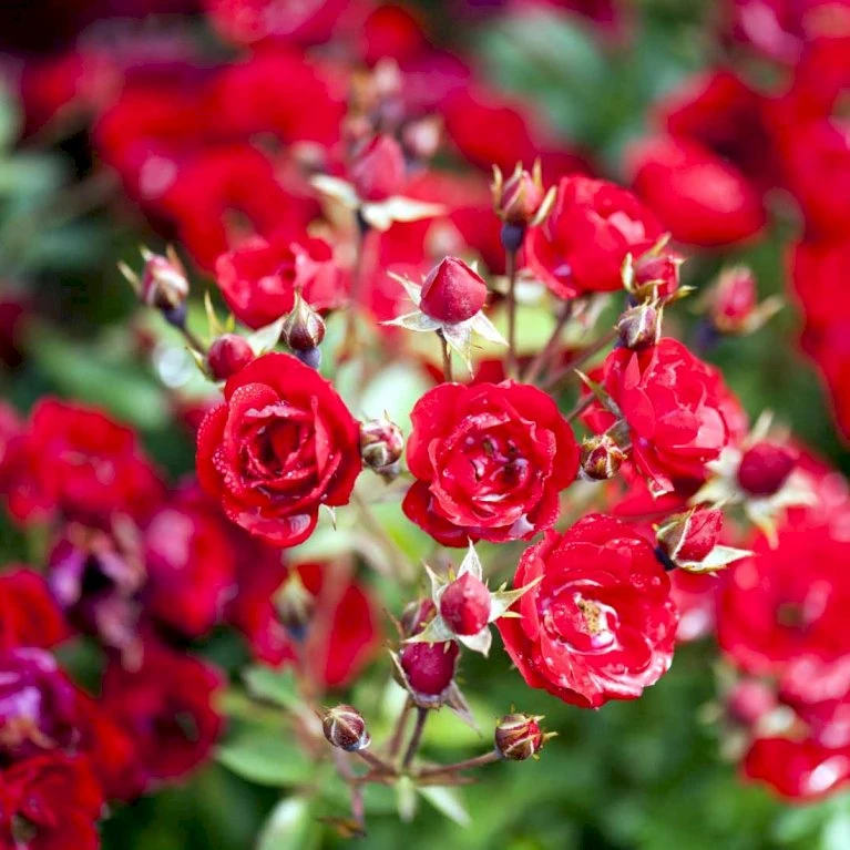 'Intense Cover'® Rosa X 'Intense Cover'® (Bunddækkerose) A-Kvalitet,- Barrods Roser Min. 3 Grene 1 'Intense Cover'® Rosa X 'Intense Cover'® (Bunddækkerose) A-Kvalitet,- Barrods Roser Min. 3 Grene