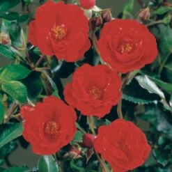 'Intense Cover'® Rosa X 'Intense Cover'® (Bunddækkerose) A-Kvalitet,- Barrods Roser Min. 3 Grene 6 'Intense Cover'® Rosa X 'Intense Cover'® (Bunddækkerose) A-Kvalitet,- Barrods Roser Min. 3 Grene -Osmo Salgsbutik p2361 51968 rosa x intense cover bunddaekkerose ed3c