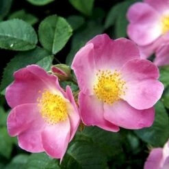 'Complicata' Rosa Gallica 'Complicata' (Gallicarose) A-Kvalitet,- Barrods Roser Min. 3 Grene