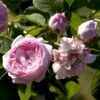 'Duchesse De Montebello' Rosa Gallica 'Duchesse De Montebello' (Gallicarose) A-Kvalitet,- Barrods Roser Min. 3 Grene