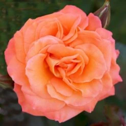 'Gavnø'™ Rosa X 'Gavnø'™ (Storblomstrende) A-Kvalitet,- Barrods Roser Min. 3 Grene -Osmo Salgsbutik p23692 51504 rosa gavnoe storblomstrende cccb