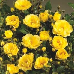 'Golden Eye Cover'® Rosa X 'Golden Eye Cover'® (Bunddækkerose) A-Kvalitet,- Barrods Roser Min. 3 Grene -Osmo Salgsbutik p23708 51966 rosa x golden eye cover bunddaekkerose 9555