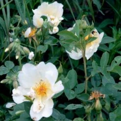 'Golden Wings' Rosa X 'Golden Wings' (Buskrose) A-Kvalitet,- Barrods Roser Min. 3 Grene