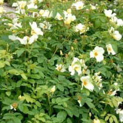 'Golden Wings' Rosa X 'Golden Wings' (Buskrose) A-Kvalitet,- Barrods Roser Min. 3 Grene -Osmo Salgsbutik p23709 52409 rosa x golden wings buskrose 002c