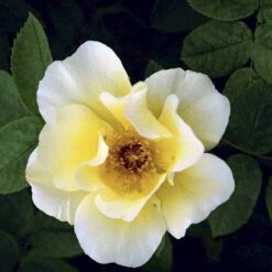 'Golden Wings' Rosa X 'Golden Wings' (Buskrose) A-Kvalitet,- Barrods Roser Min. 3 Grene -Osmo Salgsbutik p23709 52410 rosa x golden wings buskrose 7cf1