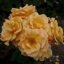 'Goldener Olymp'® Rosa X 'Goldener Olymp'® (Slyngrose) A-Kvalitet,- Barrods Roser Min. 3 Grene -Osmo Salgsbutik p23710 53574 rosa x goldener olymp slyngrose a2ec