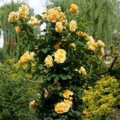 'Goldener Olymp'® Rosa X 'Goldener Olymp'® (Slyngrose) A-Kvalitet,- Barrods Roser Min. 3 Grene -Osmo Salgsbutik p23710 53575 rosa x goldener olymp slyngrose a9a6