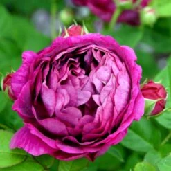 'Great Western' Rosa Bourboniana 'Great Western' (Bourbonrose) A-Kvalitet,- Barrods Roser Min. 3 Grene