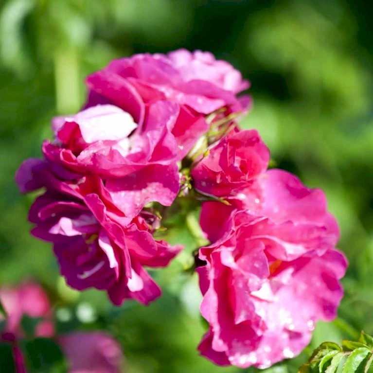 'Henry Kelsey' Rosa Kordesii 'Henry Kelsey' (Slyngrose) A-Kvalitet,- Barrods Roser Min. 3 Grene