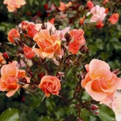 'Jazz'® Rosa X 'Jazz'® (Bunddækkerose) A-Kvalitet,- Barrods Roser Min. 3 Grene -Osmo Salgsbutik p23790 53979 rosa x jazz bunddaekkerose 4c49