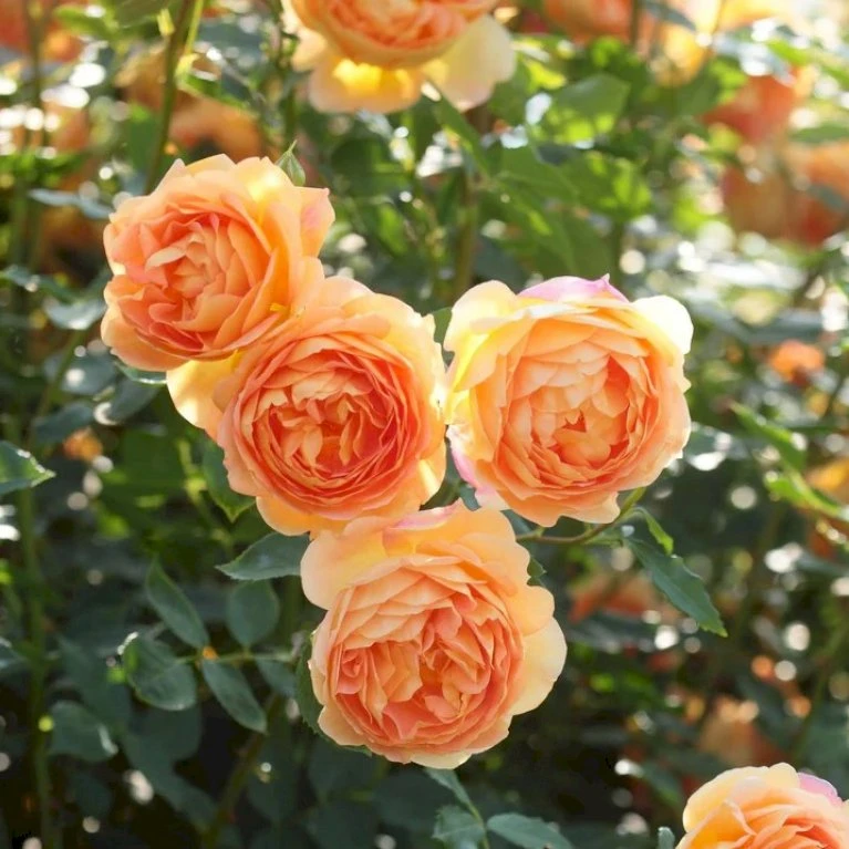 'Lady Of Shalott' Rosa X 'Lady Of Shalott' (Engelsk Rose) A-Kvalitet,- Barrods Roser Min. 3 Grene 1 'Lady Of Shalott' Rosa X 'Lady Of Shalott' (Engelsk Rose) A-Kvalitet,- Barrods Roser Min. 3 Grene