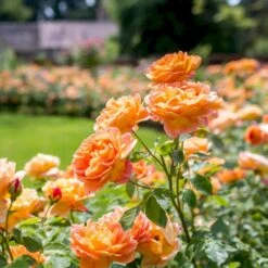 'Lady Of Shalott' Rosa X 'Lady Of Shalott' (Engelsk Rose) A-Kvalitet,- Barrods Roser Min. 3 Grene 14 'Lady Of Shalott' Rosa X 'Lady Of Shalott' (Engelsk Rose) A-Kvalitet,- Barrods Roser Min. 3 Grene -Osmo Salgsbutik p23841 53053 rosa x lady of shalott engelsk rose 1d5f