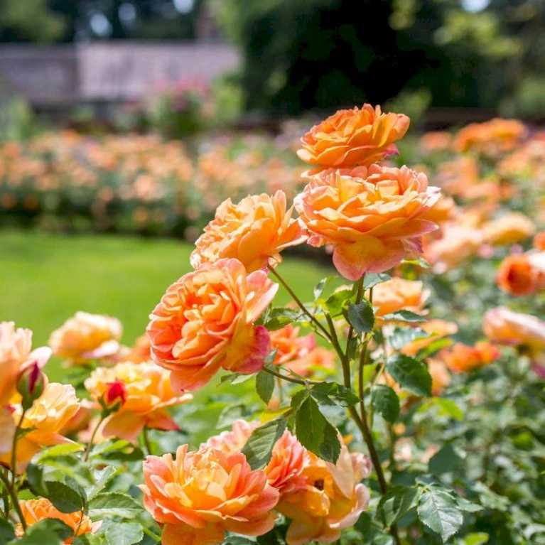 'Lady Of Shalott' Rosa X 'Lady Of Shalott' (Engelsk Rose) A-Kvalitet,- Barrods Roser Min. 3 Grene 5 'Lady Of Shalott' Rosa X 'Lady Of Shalott' (Engelsk Rose) A-Kvalitet,- Barrods Roser Min. 3 Grene - Billede 5