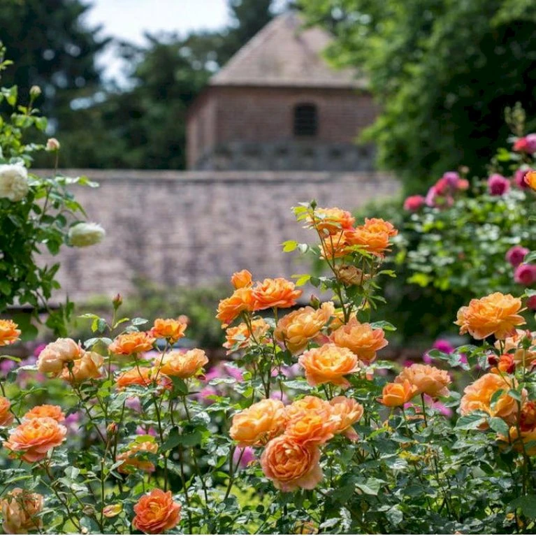 'Lady Of Shalott' Rosa X 'Lady Of Shalott' (Engelsk Rose) A-Kvalitet,- Barrods Roser Min. 3 Grene 7 'Lady Of Shalott' Rosa X 'Lady Of Shalott' (Engelsk Rose) A-Kvalitet,- Barrods Roser Min. 3 Grene - Billede 7