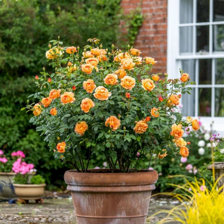 'Lady Of Shalott' Rosa X 'Lady Of Shalott' (Engelsk Rose) A-Kvalitet,- Barrods Roser Min. 3 Grene 8 'Lady Of Shalott' Rosa X 'Lady Of Shalott' (Engelsk Rose) A-Kvalitet,- Barrods Roser Min. 3 Grene - Billede 8