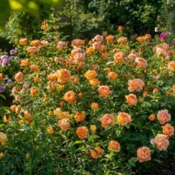 'Lady Of Shalott' Rosa X 'Lady Of Shalott' (Engelsk Rose) A-Kvalitet,- Barrods Roser Min. 3 Grene 18 'Lady Of Shalott' Rosa X 'Lady Of Shalott' (Engelsk Rose) A-Kvalitet,- Barrods Roser Min. 3 Grene -Osmo Salgsbutik p23841 53057 rosa x lady of shalott engelsk rose 7cd0