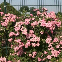 'Raubritter'® Rosa Macrantha 'Raubritter'® (Buskrose) A-Kvalitet,- Barrods Roser Min. 3 Grene -Osmo Salgsbutik p23876 53630 rosa macrantha raubritter buskrose 598b