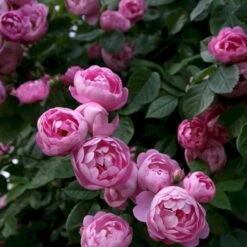 'Raubritter'® Rosa Macrantha 'Raubritter'® (Buskrose) A-Kvalitet,- Barrods Roser Min. 3 Grene -Osmo Salgsbutik p23876 53631 rosa macrantha raubritter buskrose 7678