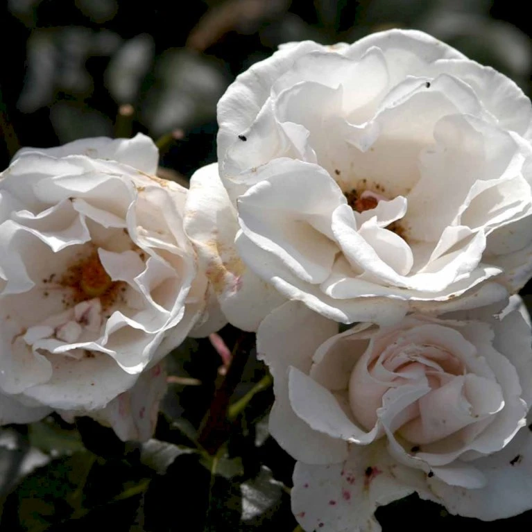 'Margaret Merril' Rosa X 'Margaret Merril' (Storblomstrende) A-Kvalitet,- Barrods Roser Min. 3 Grene 1 'Margaret Merril' Rosa X 'Margaret Merril' (Storblomstrende) A-Kvalitet,- Barrods Roser Min. 3 Grene