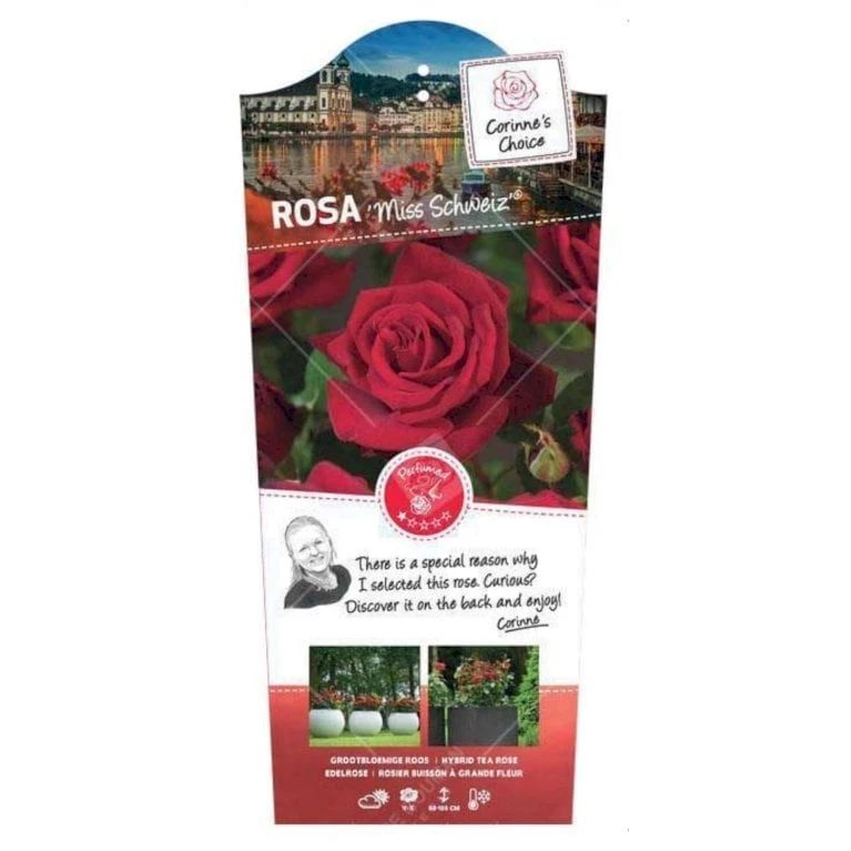 'Miss Schweiz'® Rosa X 'Miss Schweiz'® (Storblomstrende) 3,0 Liter Potte 1 'Miss Schweiz'® Rosa X 'Miss Schweiz'® (Storblomstrende) 3,0 Liter Potte