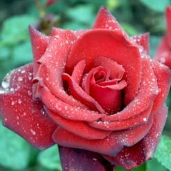 'Miss Schweiz'® Rosa X 'Miss Schweiz'® (Storblomstrende) 3,0 Liter Potte 7 'Miss Schweiz'® Rosa X 'Miss Schweiz'® (Storblomstrende) 3,0 Liter Potte -Osmo Salgsbutik p23927 51335 rosa x miss schweiz storblomstrende 6d40