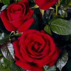 'Miss Schweiz'® Rosa X 'Miss Schweiz'® (Storblomstrende) 3,0 Liter Potte 8 'Miss Schweiz'® Rosa X 'Miss Schweiz'® (Storblomstrende) 3,0 Liter Potte -Osmo Salgsbutik p23927 54027 rosa x miss schweiz storblomstrende 1cc6