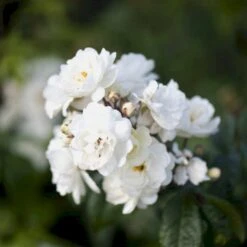 'Waterloo' Rosa X 'Waterloo' (Buskrose) A-Kvalitet,- Barrods Roser Min. 3 Grene