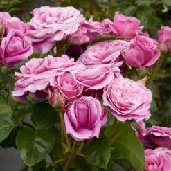 'Naomi™ Renaissance'® Rosa X 'Naomi™ Renaissance'® (Renaissancerose) A-Kvalitet,- Barrods Roser Min. 3 Grene