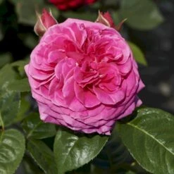 'Naomi™ Renaissance'® Rosa X 'Naomi™ Renaissance'® (Renaissancerose) A-Kvalitet,- Barrods Roser Min. 3 Grene -Osmo Salgsbutik p23967 52177 rosa x naomi renaissance renaissancerose b4d1