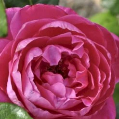 'Naomi™ Renaissance'® Rosa X 'Naomi™ Renaissance'® (Renaissancerose) A-Kvalitet,- Barrods Roser Min. 3 Grene -Osmo Salgsbutik p23967 52178 rosa x naomi renaissance renaissancerose 3587