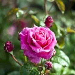 'Naomi™ Renaissance'® Rosa X 'Naomi™ Renaissance'® (Renaissancerose) A-Kvalitet,- Barrods Roser Min. 3 Grene -Osmo Salgsbutik p23967 52179 rosa x naomi renaissance renaissancerose 0148