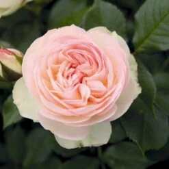 'Pastella'® Rosa X 'Pastella'® (Buketrose) A-Kvalitet,- Barrods Roser Min. 3 Grene -Osmo Salgsbutik p24016 54029 rosa x pastella buketrose a530