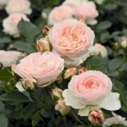 'Pastella'® Rosa X 'Pastella'® (Buketrose) A-Kvalitet,- Barrods Roser Min. 3 Grene -Osmo Salgsbutik p24016 54030 rosa x pastella buketrose 5495