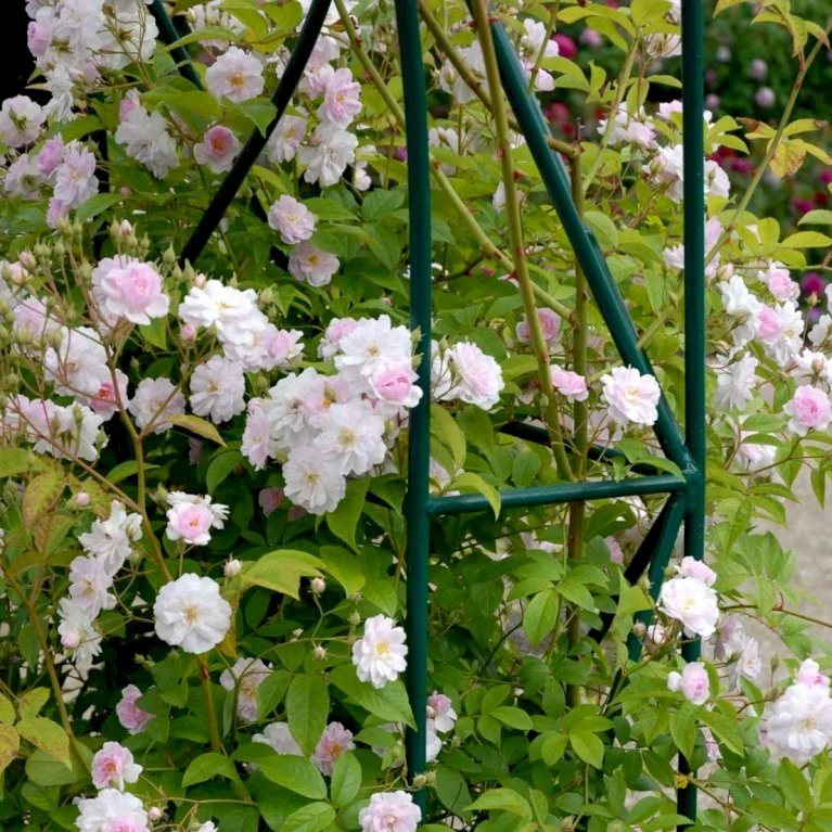 'Paul's Himalayan Musk' Rosa Moschata 'Paul's Himalayan Musk' (Moskusrose) A-Kvalitet,- Barrods Roser Min. 3 Grene 1 'Paul's Himalayan Musk' Rosa Moschata 'Paul's Himalayan Musk' (Moskusrose) A-Kvalitet,- Barrods Roser Min. 3 Grene