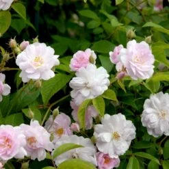 'Paul's Himalayan Musk' Rosa Moschata 'Paul's Himalayan Musk' (Moskusrose) A-Kvalitet,- Barrods Roser Min. 3 Grene 7 'Paul's Himalayan Musk' Rosa Moschata 'Paul's Himalayan Musk' (Moskusrose) A-Kvalitet,- Barrods Roser Min. 3 Grene -Osmo Salgsbutik p24029 52494 rosa moschata paul s himalayan musk moschatarose c579