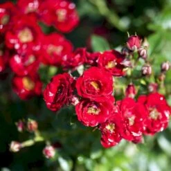 'Peter Pan' Rosa X 'Peter Pan' (Buketrose) A-Kvalitet,- Barrods Roser Min. 3 Grene