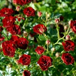 'Peter Pan' Rosa X 'Peter Pan' (Buketrose) A-Kvalitet,- Barrods Roser Min. 3 Grene -Osmo Salgsbutik p24038 51652 rosa x peter pan buketrose 3c72