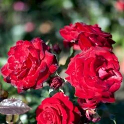 'Peter Wessel'® Rosa X 'Peter Wessel'® (Buketrose) A-Kvalitet,- Barrods Roser Min. 3 Grene