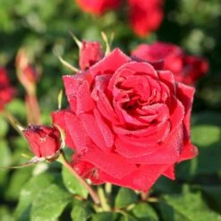 'Peter Wessel'® Rosa X 'Peter Wessel'® (Buketrose) A-Kvalitet,- Barrods Roser Min. 3 Grene -Osmo Salgsbutik p24039 54031 rosa x peter wessel buketrose 2da5