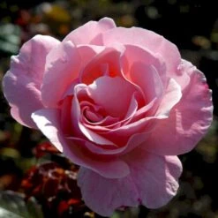 'Queen Elisabeth' Rosa X 'Queen Elisabeth' (Storblomstrende) A-Kvalitet,- Barrods Roser Min. 3 Grene