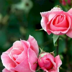 'Queen Elisabeth' Rosa X 'Queen Elisabeth' (Storblomstrende) A-Kvalitet,- Barrods Roser Min. 3 Grene -Osmo Salgsbutik p24086 51370 rosa x queen elisabeth 8534