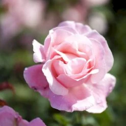 'Queen Elisabeth' Rosa X 'Queen Elisabeth' (Storblomstrende) A-Kvalitet,- Barrods Roser Min. 3 Grene -Osmo Salgsbutik p24086 51371 rosa x queen elisabeth 572a