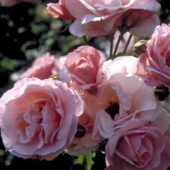 'Queen Elisabeth' Rosa X 'Queen Elisabeth' (Storblomstrende) A-Kvalitet,- Barrods Roser Min. 3 Grene -Osmo Salgsbutik p24086 51372 rosa x queen elisabeth 39bf