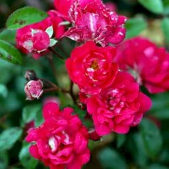 'Red Fairy' Rosa X 'Red Fairy' (Bunddækkerose) A-Kvalitet,- Barrods Roser Min. 3 Grene -Osmo Salgsbutik p24097 51667 rosa x red fairy bunddaekkerose 4bbe