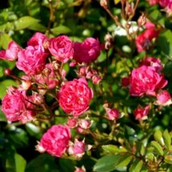 'Red Fairy' Rosa X 'Red Fairy' (Bunddækkerose) A-Kvalitet,- Barrods Roser Min. 3 Grene -Osmo Salgsbutik p24097 51669 rosa x red fairy bunddaekkerose 70b3